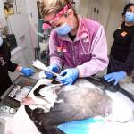 Veterinarian Bethany Groves, center, performs surgery on a Laysan albatross on Feb. 15, 2023 at the Progressive Animal Welfare Societys (PAWS) wildlife center in Lynnwood, Washington. (Photo courtesy Anthony Denice)