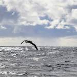 The Laysan Albatross at flight after being released on March 8, 2023 in Port Angeles, Washington. (Photo courtesy Petty Officer Steve Strohmaier, U.S. Coast Guard Public Affairs)