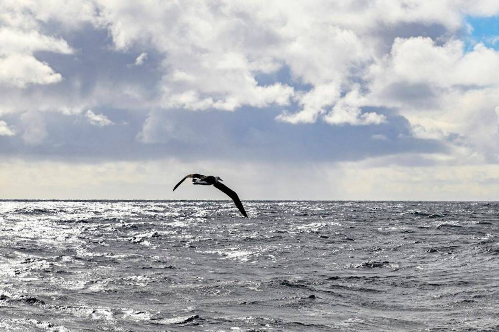 The Laysan Albatross at flight after being released on March 8, 2023 in Port Angeles, Washington. (Photo courtesy Petty Officer Steve Strohmaier, U.S. Coast Guard Public Affairs)