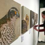 Artist Natalie Niblack works amongst her project entitled ҳ3 Birds / Three DegreesӠduring the setup for Exploring The Edge at Schack Art Center on Sunday, March 19, 2023, in Everett, Washington. The paintings feature motion-activated speakers that play each birdճ unique call. (Ryan Berry / The Herald)
