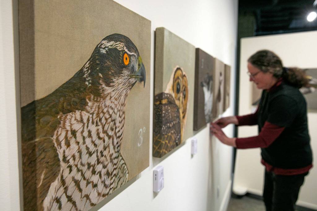 Artist Natalie Niblack works amongst her project entitled ҳ3 Birds / Three DegreesӠduring the setup for Exploring The Edge at Schack Art Center on Sunday, March 19, 2023, in Everett, Washington. The paintings feature motion-activated speakers that play each birdճ unique call. (Ryan Berry / The Herald)