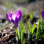 Some of the brightest spots in my garden right now are my clumps of mixed crocuses. (Getty Images)
