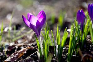 Some of the brightest spots in my garden right now are my clumps of mixed crocuses. (Getty Images)