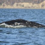 A Sounder gray whale. (Cascadia Research)