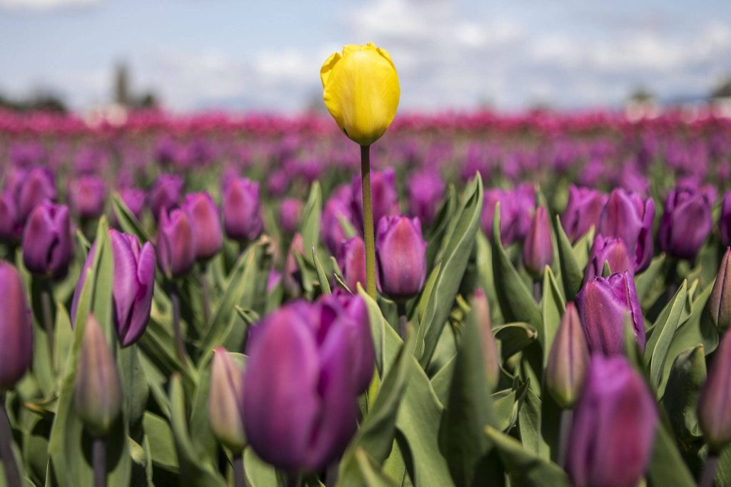 A rogue yellow tulip grows tall among its purple counterparts during the Skagit Valley Tulip Festival at RoozenGaarde in Mount Vernon, Washington on Friday April 14, 2023. (Annie Barker / The Herald)