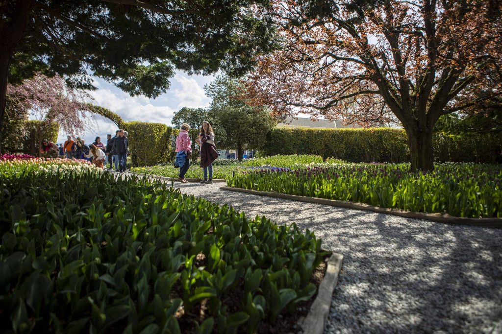 People wander around and photograph fields and gardens of tulips, daffodils and other flowers during the Skagit Valley Tulip Festival at RoozenGaarde in Mount Vernon, Washington on Friday April 14, 2023. (Annie Barker / The Herald)