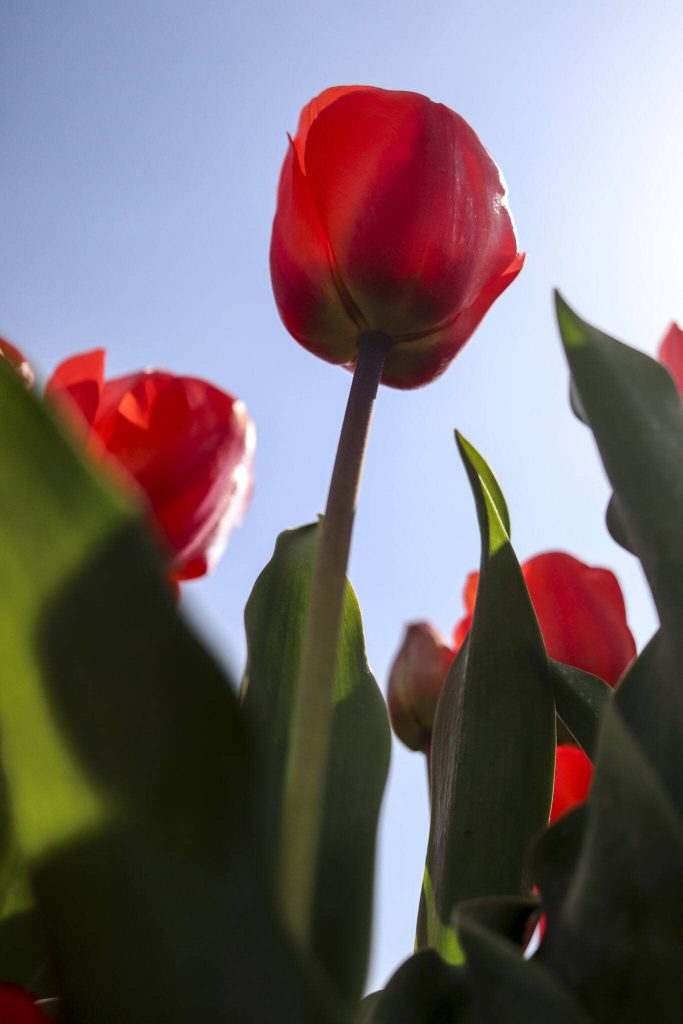 A section of tulips among daffodils and other flowers grow during the Skagit Valley Tulip Festival at RoozenGaarde in Mount Vernon, Washington on Friday April 14, 2023. (Annie Barker / The Herald)