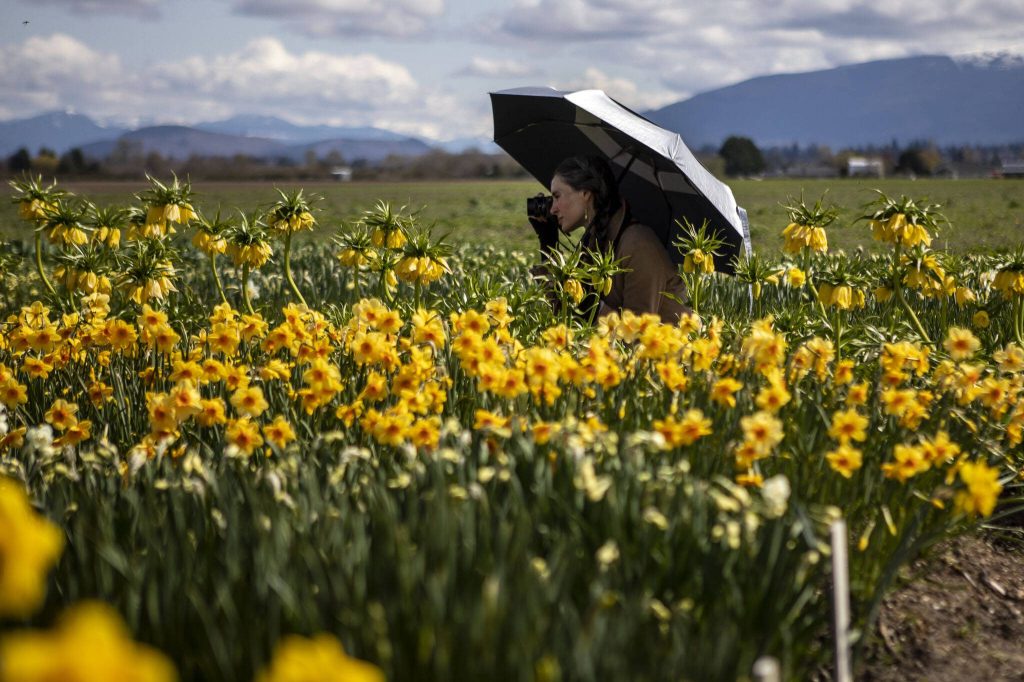 People wander around and photograph fields of tulips, daffodils and other flowers during the Skagit Valley Tulip Festival at RoozenGaarde in Mount Vernon, Washington on Friday April 14, 2023. (Annie Barker / The Herald)