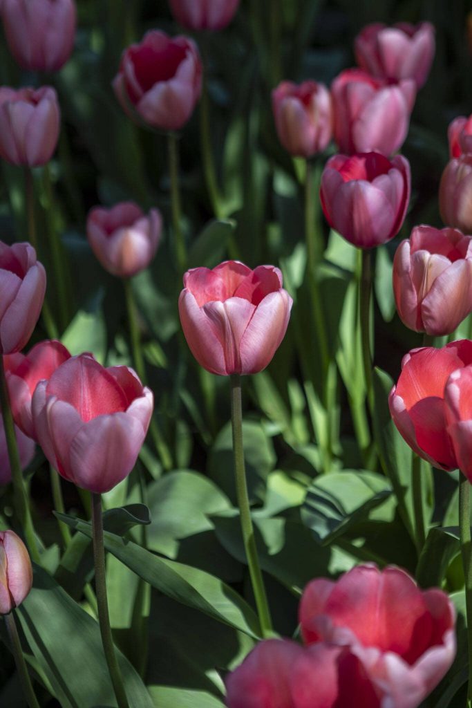 A section of tulips among daffodils and other flowers grow during the Skagit Valley Tulip Festival at RoozenGaarde in Mount Vernon, Washington on Friday April 14, 2023. (Annie Barker / The Herald)