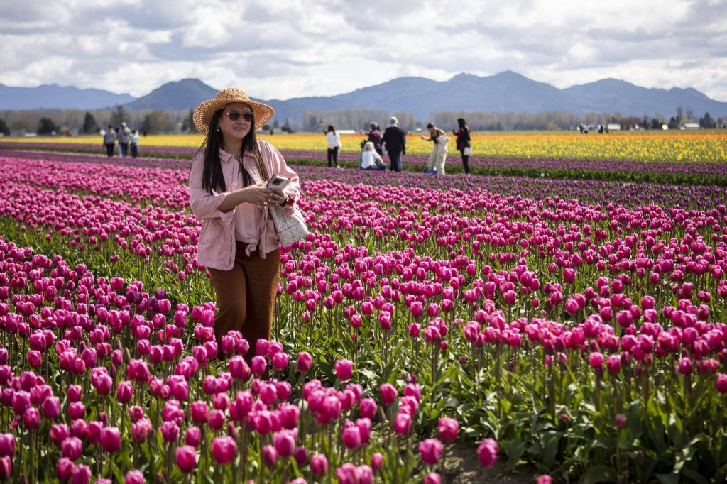 People wander around and photograph fields of tulips, daffodils and other flowers during the Skagit Valley Tulip Festival at RoozenGaarde in Mount Vernon, Washington on Friday April 14, 2023. (Annie Barker / The Herald)