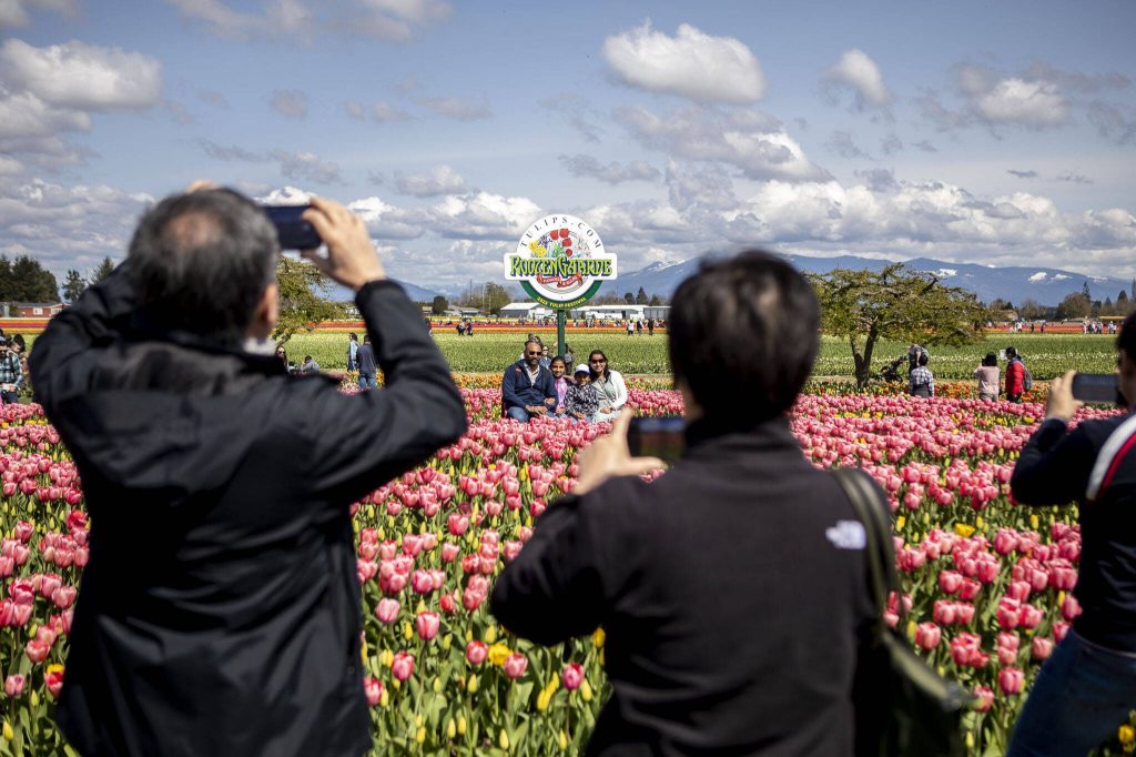 People wander around and photograph fields of tulips, daffodils and other flowers during the Skagit Valley Tulip Festival at RoozenGaarde in Mount Vernon, Washington on Friday April 14, 2023. (Annie Barker / The Herald)