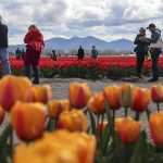 People wander around and photograph fields of tulips, daffodils and other flowers during the Skagit Valley Tulip Festival at RoozenGaarde in Mount Vernon, Washington, on Friday April 14, 2023. (Annie Barker / The Herald)