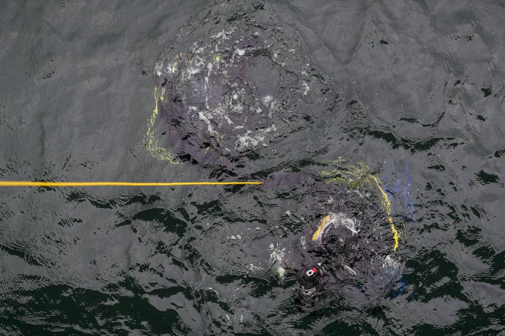 Divers descend into designated areas during an underwater scuba maintenance event at the Edmonds Fishing Pier in Edmonds, Washington on Sunday, April 2, 2023. (Annie Barker / The Herald)