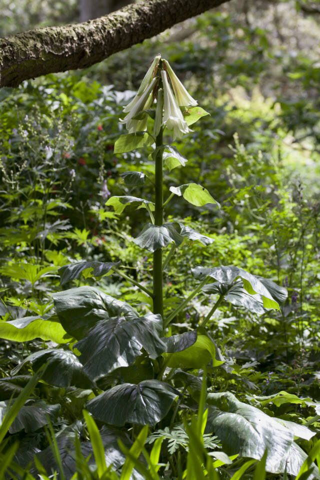 Cardiocrinum giganteum, the giant Himalayan lily, is the largest species of any of the lily plants. (Getty Images)