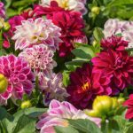 Bunch of colorful dahlia flowers. Springtime at the flower market.