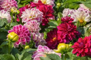 Bunch of colorful dahlia flowers. Springtime at the flower market.