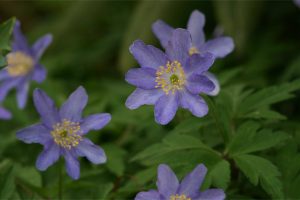Anemone nemorosa. Photos by Richie Steffen.