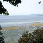Oyster farming in the intertidal zone off the Washington coast. Amy Attas/West Coast Traveller photo.
