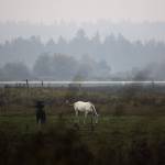 A white horse grazes in a pasture blanketed by wildfire smoke last October in Snohomish. (Olivia Vanni / The Herald file photo)