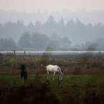 A white horse grazes out in a pasture blanketed by smoke on Thursday, Oct. 20, 2022 in Snohomish, Washington. (Olivia Vanni / The Herald)