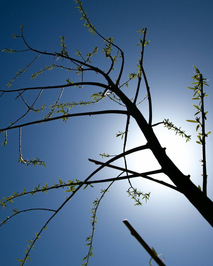 A newly planted Niobe Golden Weeping Willow basks in the sunlight after being planted during an Arbor Day celebration at Lake Tye Park on Friday, April 28, 2023, in Monroe, Washington. (Ryan Berry / The Herald)