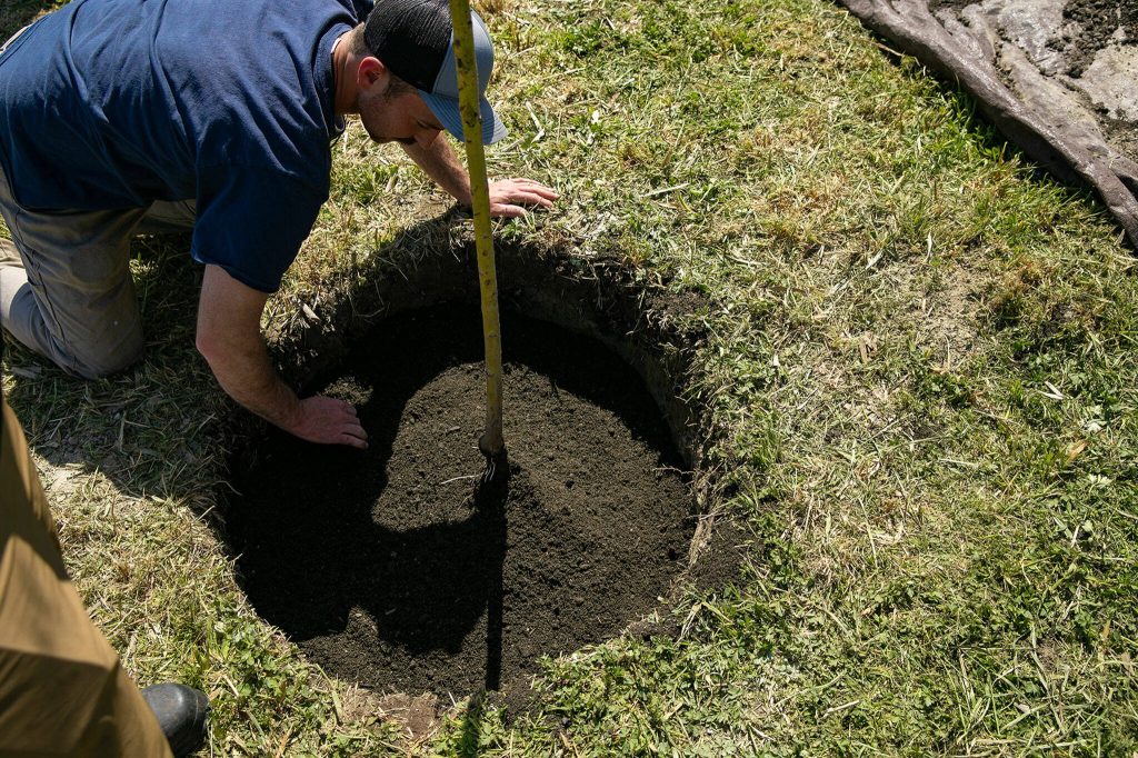Chase Payseno, of Monroe Parks and Recreation, pats down soil as students take turns filling the hole around a young tree during an Arbor Day celebration at Lake Tye Park on Friday, April 28, 2023, in Monroe, Washington. (Ryan Berry / The Herald)