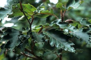 Fagus sylvatica ‘Rohanii’, commonly called the cutleaf purple beech. (Richie Steffen)