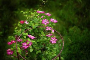 Pay attention to where the blooms are formed on your clematis vines; that will be your clue as to how to prune them. (Getty Images)