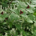Purple trilliums odd common name, Stinking Benjamin, refers to the flowers, which produce a scent that attracts pollinating flies. (Richie Steffen)