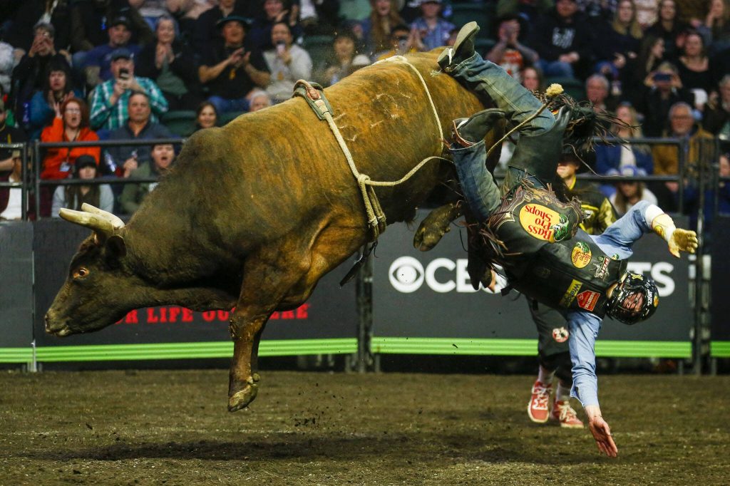 Colten Fritzlan rides a bull during Unleash The Beast at Angel of the Winds Arena in Everett, Washington on Thursday, April 20, 2023. (Annie Barker / The Herald)