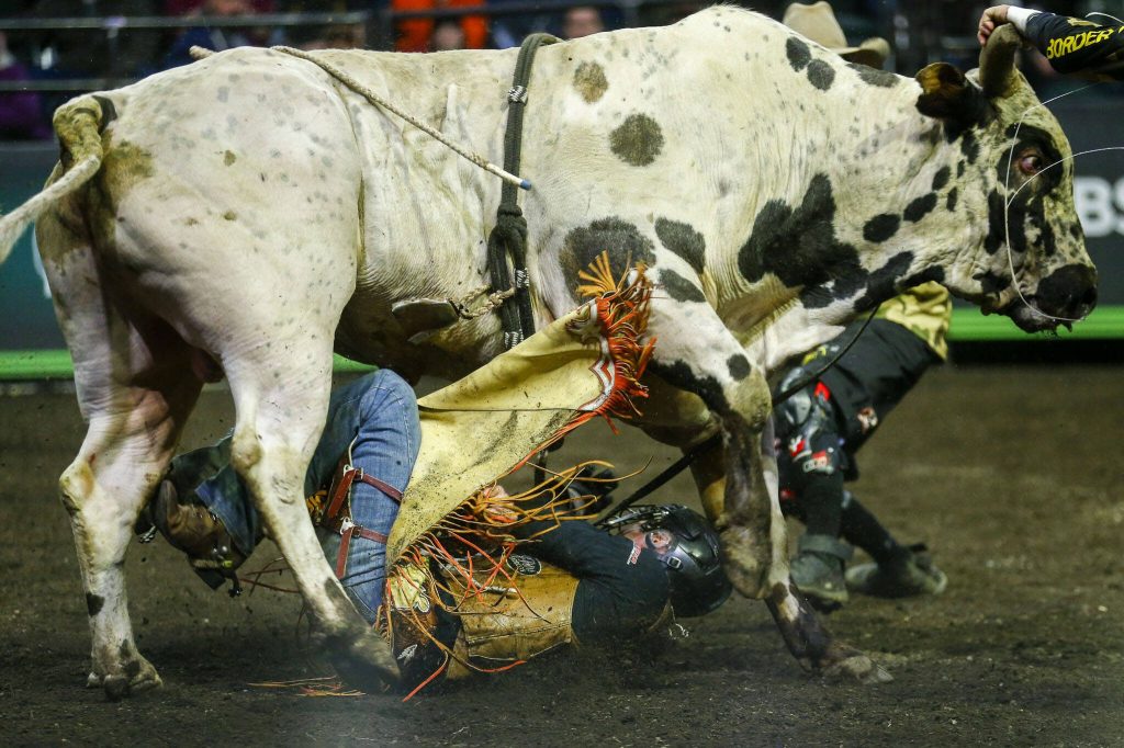 Jesse Petri falls under a bull during Unleash The Beast at Angel of the Winds Arena in Everett, Washington on Thursday, April 20, 2023. (Annie Barker / The Herald)