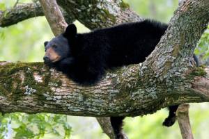 A bear rests in a tree in the Mt. Baker-Snoqualmie National Forest. (U.S. Forest Service)