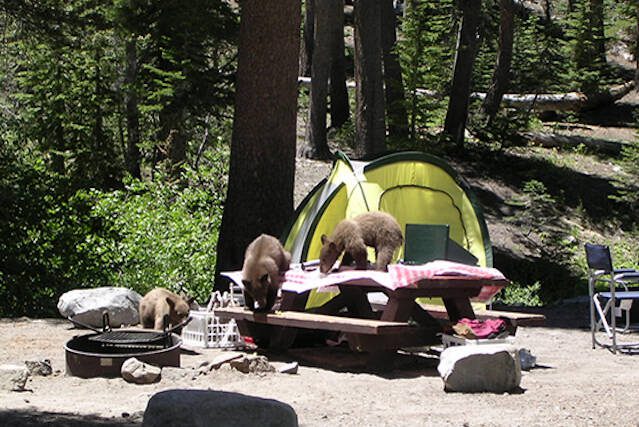Bear cubs rummaging through a campsite where campers did not secure their food with bear safe containers. (U.S. Forest Service)