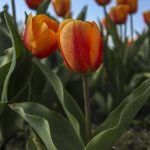 A section of tulips among daffodils and other flowers grow during the Skagit Valley Tulip Festival at RoozenGaarde in Mount Vernon. (Annie Barker / The Herald)