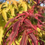 Japanese maples are an absolutely exquisite creation of nature and should not be overlooked when one is out in the garden mucking about.