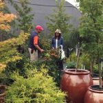 Take time this spring to visit the garden center and look closely at the finely crafted foliage of Japanese maples as they once again regale themselves in their finest.