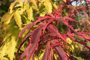 Japanese maples are an absolutely exquisite creation of nature and should not be overlooked when one is out in the garden mucking about.