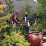 Take time this spring to visit the garden center and look closely at the finely crafted foliage of Japanese maples as they once again regale themselves in their finest.