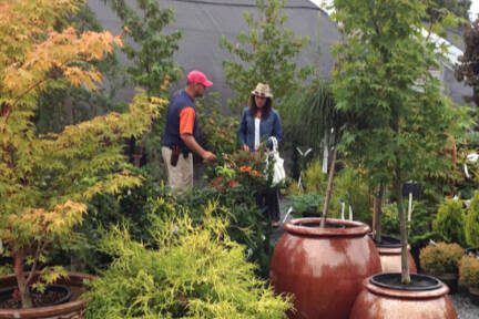 Take time this spring to visit the garden center and look closely at the finely crafted foliage of Japanese maples as they once again regale themselves in their finest.