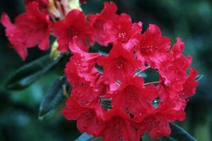 Rhododendron Vulcan blooms in late spring with trusses of bold fire-engine red against a backdrop of deep green foliage held on rounded shrub. (Richie Steffen)