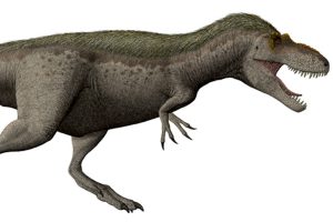 The only dinosaur discovered in Washington state was discovered by paleontologists who found a portion of a left femur of a therapod dinosaur at Sucia Island state park in the San Juan Islands. While scientists are unsure exactly what type of therapod the fossil belongs to, evidence suggests it is a Daspletosaurus. The dinosaur has been nicknamed
Suciasaurus rex. This image shows a Daspletosaurus torosus restoration. (Wikipedia)