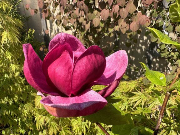 Magnolia blooms. (Steve Smith)