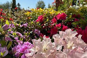 A mix of rhododendrons and azaleas. (Steve Smith)
