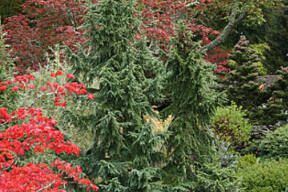 Mountain hemlock is excellent for creating an alpine look in the landscape. (Richie Steffen)