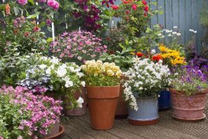 To be successful  as in over the top successful  with our pots, we need to pay attention to size, drainage, soil, watering and feeding. (Getty Images)