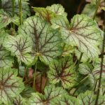This charming perennial is small, but with green and silvery foliage as well as purple veining, particularly during cooler weather. (Richie Steffen)