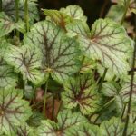 This charming perennial is small, but with green and silvery foliage as well as purple veining, particularly during cooler weather. (Richie Steffen)