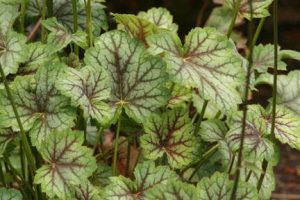 This charming perennial is small, but with green and silvery foliage as well as purple veining, particularly during cooler weather. (Richie Steffen)