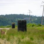 A whitetail deer walks through a farmers field next to two steel casings that will eventually house power poles and lines on Tuesday, May 30, 2023, in Stanwood, Washington. The 20-foot casings seen here are partly in the ground, but will require special equipment to fully drive into the earth due to wet ground conditions. (Ryan Berry / The Herald)