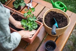 Unless you have phenomenal soil, you should always add compost and starter fertilizers when you are planting new plants. (Getty Images)